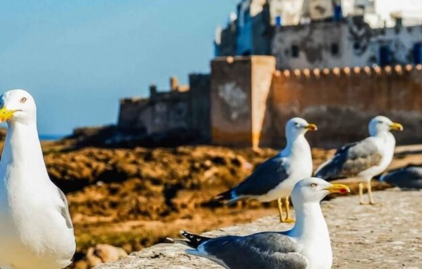 Essaouira Day Trip from Marrakech with Argan Oil Visit