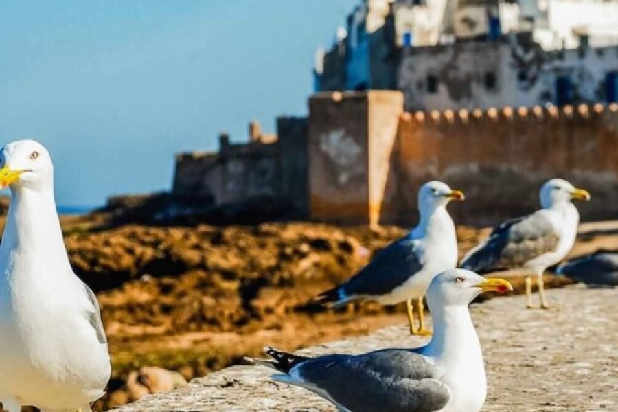 Essaouira Day Trip from Marrakech with Argan Oil Visit